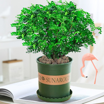 Mosquito repellent fragrant pepper wood pot Anti-mosquito repellent grass plant good indoor flowers green plant bonsai(with basin)