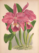R502 (Jean Jules Linden) Orchid Flower Color Painting Electronic Gallery 2