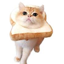 (Cat Slave small hall)Pet cat funny headgear Orange cat Muppet English short cat Toast bread headgear Kitten Teddy