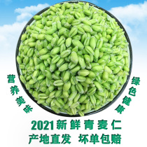 Henan green wheat kernels fresh green wheat kernels wheat grains milled into farmhouse green wheat ears cooking porridge grains fresh wheat kernels