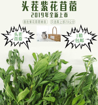  (CO Majia forage)1 box*20 years premium high-quality alfalfa Rabbit Chinchilla Dutch pig Favorite