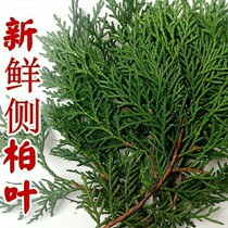 Fresh Cypress leaf natural pine needle fir tree branch ornaments real flower Christmas decoration material shooting DIY handmade wreath