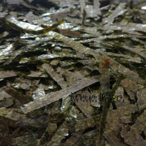 Octopus small balls mixed rice ready-to-eat tomato flavor cut seaweed fragments seaweed 20kg 1 whole box