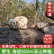 Flower Mushrooms Dry Goods Special Grade Linden Wood Mushrooms Wild Flower Mushrooms Farmhouse Self-planted Small Chicken Stew Mushrooms Winter Mushrooms Flowers Jou Dried Goods