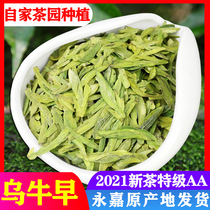 2021 Wuniu early tea new tea Longjing Tea Bud Tea 250g Luzhou flavor Yongjia special grade Wenzhou Wuniu early