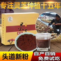(Self-produced and sold) non-Changbai Mountain Ganoderma lucidum spore powder Ganoderma lucidum powder 500g bulk Longquan head Road powder