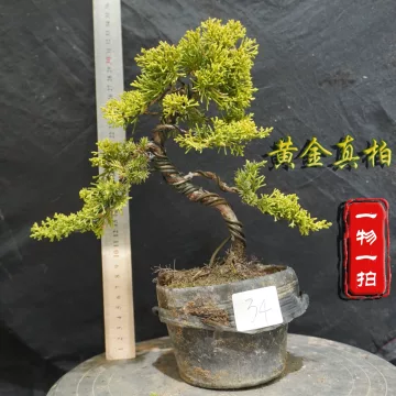 黄金真柏-黄金真柏促销价格、黄金真柏品牌- 淘宝