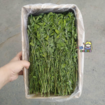 Spot 21 years new alfalfa grass 1KG box of young rabbits standing supplementary nutrition good grass