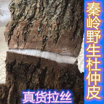 Qinling wild Duzhong Pi Qinling thick skin can make tea and wine old tree thick Eucommia 500g