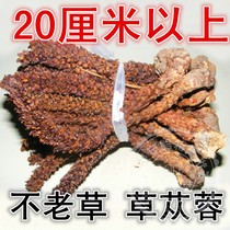 Bulk new goods Daxinganling wild evergreen grass mountain bract rice Columnang branch whole cistanche more than 20 cm one