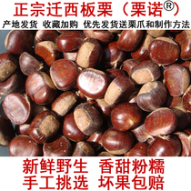 Li No 2021 Qianxi chestnut fresh wild authentic large-grain chestnut small-haired Chestnut Farm specialty 5kg