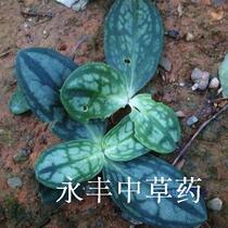 Wild Lung Shaped Grass Iron Cross Cup Butterfly Grass Golden Silk Butterfly Lung Type Grass Siguapi