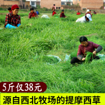 2021 New tender Moshe grass 500g grinding tooth North Timothy rabbit grass grain dragon cat grain grass Dutch pig non-drying