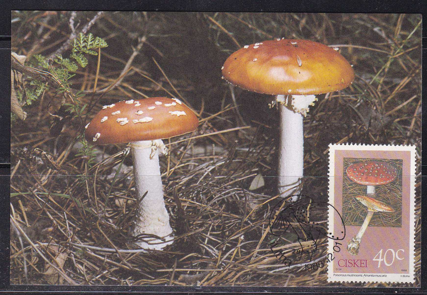 毒蝇鹅膏菌-毒蝇鹅膏菌促销价格、毒蝇鹅膏菌品牌- 淘宝, image size:1743x1206