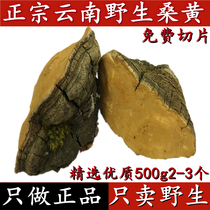 Yunnan wild Phellinus Mulberry Mulberry wild Ganoderma lucidum 500g whole special grade Phellinus yellow free slices