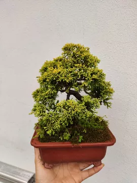 黄金真柏-黄金真柏促销价格、黄金真柏品牌- 淘宝