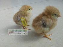 Chicken wing number Chick Chicken Wing number suitable for chicks and ducklings etc. Clear 1000 pieces of 260 yuan