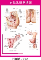 Medical human organ medical wall chart female reproductive system structure anatomical diagram gynecological medical anatomy poster